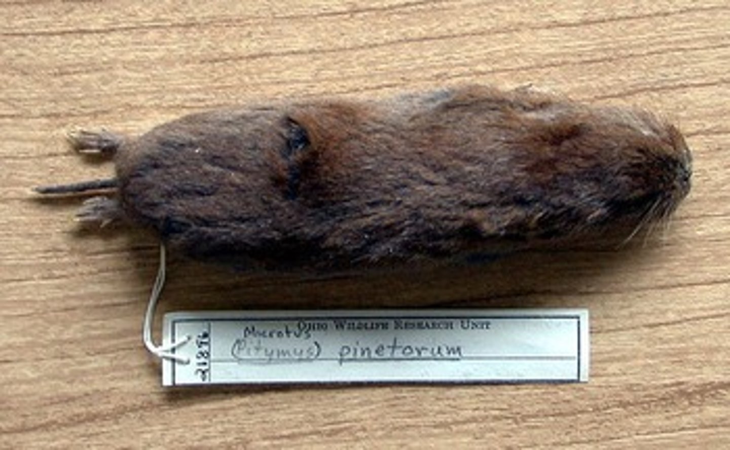 <p>Microtus pinetorum</p>