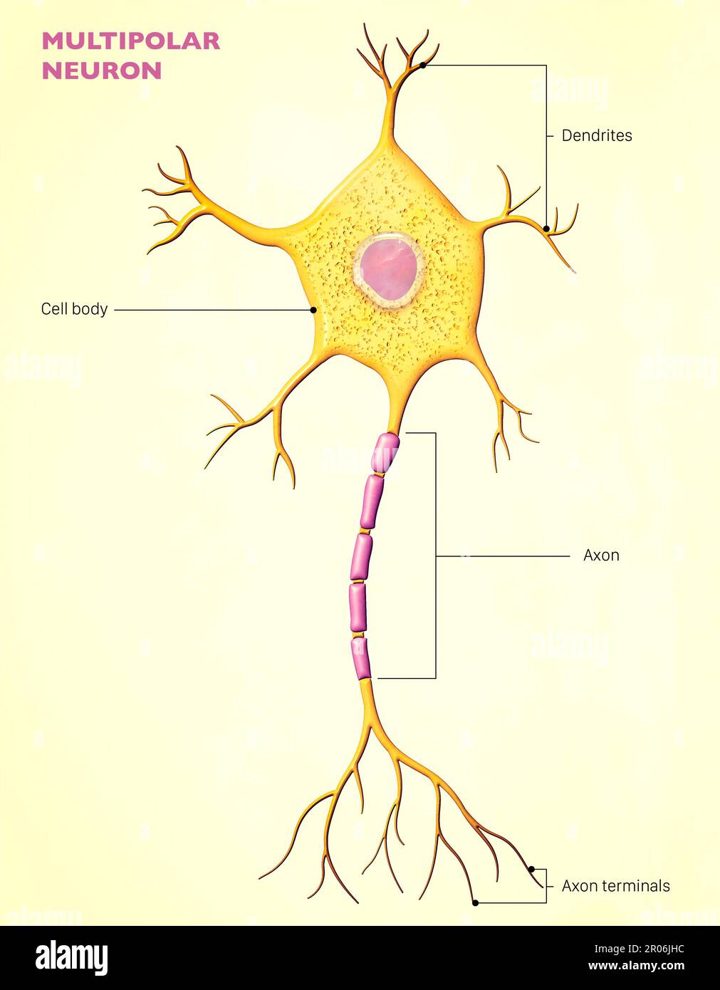 <p>Multipolar Neurons</p>