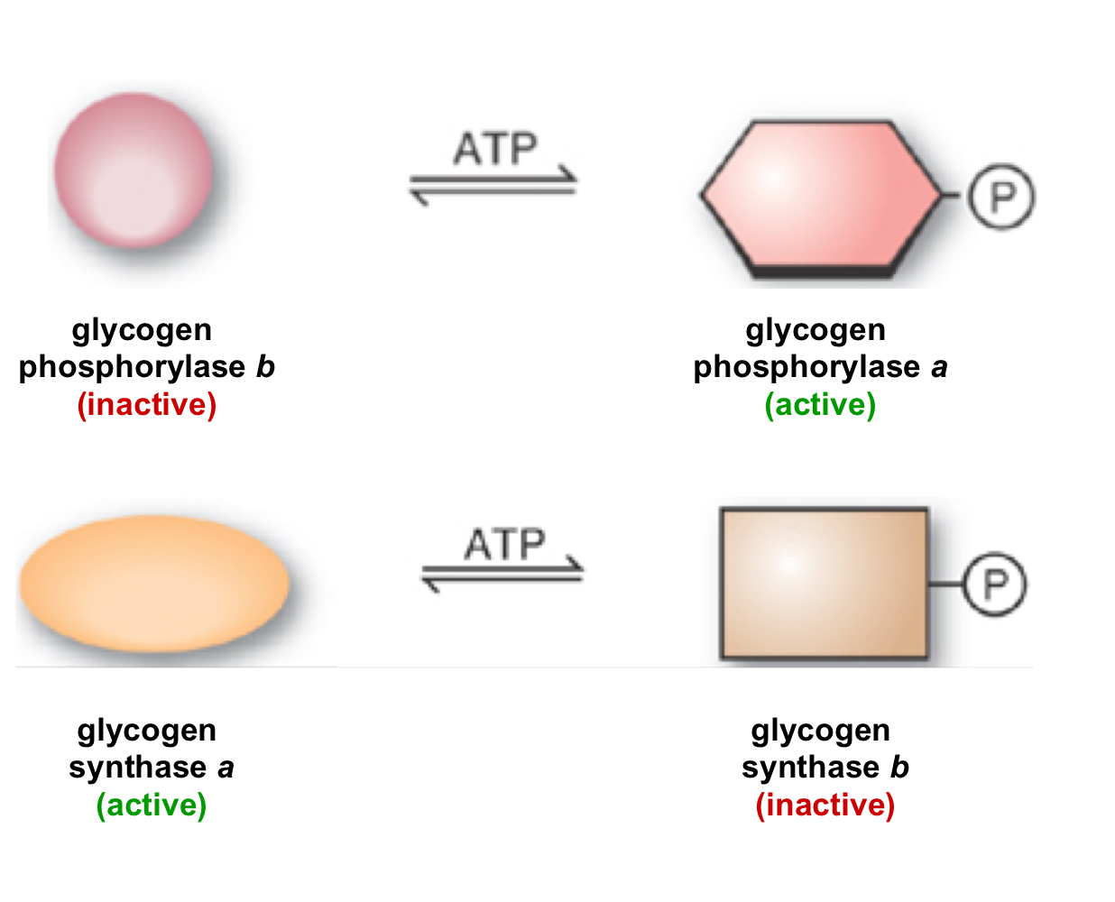 reciprocally regulated both covalently and allosterically 

covalent regulation occurs by phosphorylation and dephosphorylation 

phosphorylating glycogen phosphorylase b (inactive) changes it to glycogen phosphorylase a (active)

phosphorylating glycogen synthase a (active) changes it to glycogen synthase b (inactive)