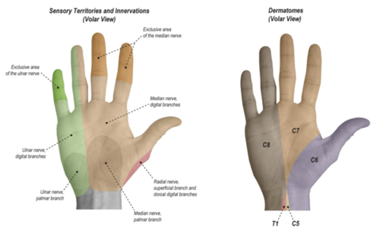 <p>test the thumb tip, index tip, and index proximal phalanx.</p>