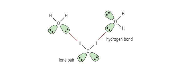 <p>Molecule containing hydrogen covalently bonded to a very electronegative atom </p><p>strongest intermolecular force </p><p>particular case of dipole dipole, large electronegativity difference between hydrogen bonded oxygen for ex which causes electron pair to be pulled towards oxygen, becuase of its small size and having no other electrons to shield its nucleus, hydrogen with a partial positive charge exerts a strong attractive force on negatively charges lone pair in the electronegative atom on the neighbouring molecule with a partial negative charge </p><p>higher melting and boiling points than other forces with same mass </p><p>if not for hydorgen bonding, water should be a gas at room temperature due to its low mass, but because of two hydrogen atoms and 2 lone pairs, each water molecule can for four hydrogen bonds with neighbouring molecules but liquid will contain less than four </p><p>ice contains four and is maximally hydrogen bonded resulting in tetrahedral arrangement holding molecules at a fixed distance apart and less dense than liquid so that way it floats on water </p><p>density change means water expands on freezing </p><p></p>