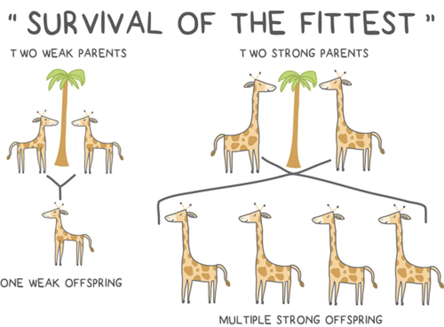 <p>reproducing to create more viable and fertile offspring</p>