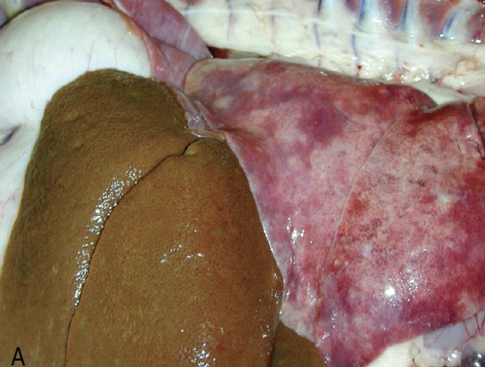 <p>what does the image show?</p>