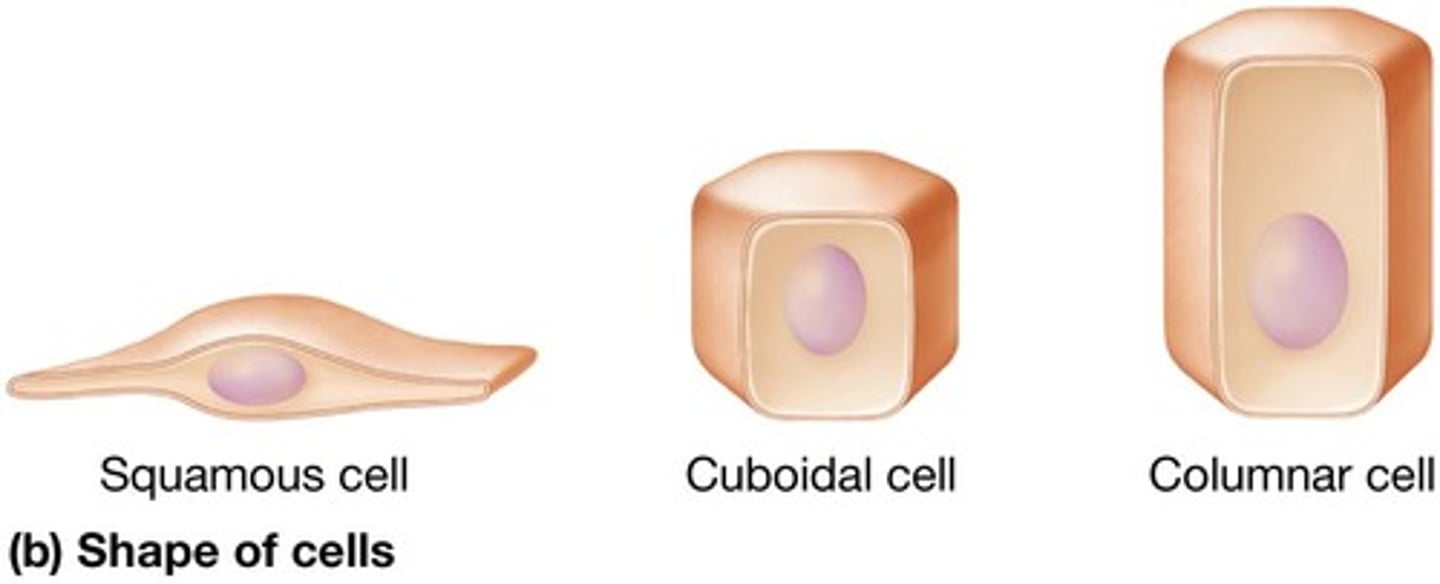 <p>Flattened epithelial cells.</p>