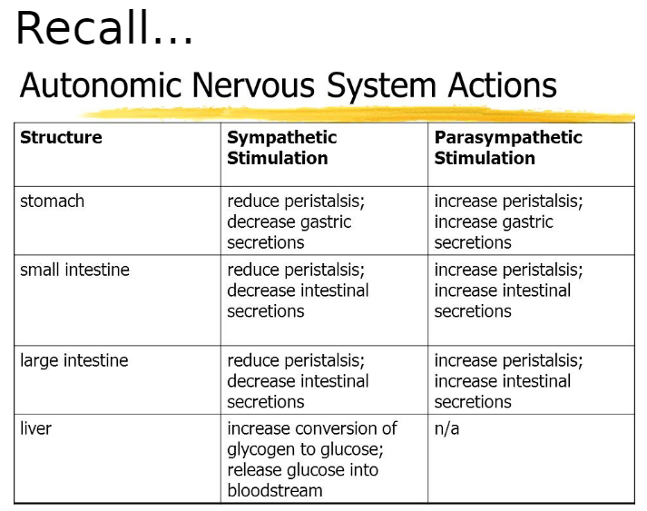 <p><strong>Autonomic Nervous System (ANS)</strong>: Part of the nervous system that controls involuntary body functions</p><p><strong>Sympathetic Nervous System</strong>: “Fight or flight” branch of ANS<br> Prepares body for stress or activity<br> Reduces digestion by slowing peristalsis and decreasing secretions</p><p><strong>Parasympathetic Nervous System</strong>: “Rest and digest” branch of ANS<br> Promotes relaxation and maintenance functions<br> Increases digestion by enhancing peristalsis and stimulating secretions</p><p><strong>Stomach</strong>:<br> Sympathetic Stimulation: Reduces peristalsis, decreases gastric secretions<br> Parasympathetic Stimulation: Increases peristalsis, increases gastric secretions</p><p><strong>Small Intestine</strong>:<br> Sympathetic Stimulation: Reduces peristalsis, decreases intestinal secretions<br> Parasympathetic Stimulation: Increases peristalsis, increases intestinal secretions</p><p><strong>Large Intestine</strong>:<br> Sympathetic Stimulation: Reduces peristalsis, decreases intestinal secretions<br> Parasympathetic Stimulation: Increases peristalsis, increases intestinal secretions</p><p><strong>Liver</strong>:<br> Sympathetic Stimulation: Increases conversion of glycogen to glucose, releases glucose into bloodstream<br> Parasympathetic Stimulation: Not applicable</p>