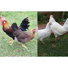 <p>Leghorn (layer/dual)</p>