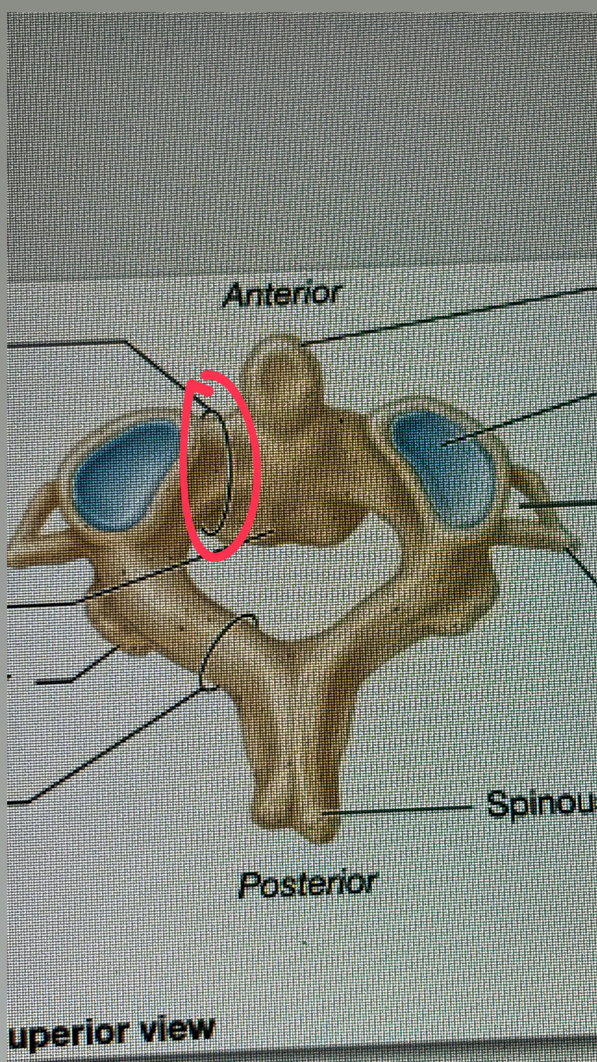 <p>shoulder of the football player facing the front, near the den(head)</p>