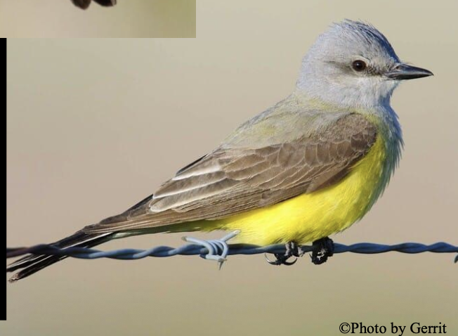 <p>Grasslands, desert scrub, agricultural field&nbsp;</p>