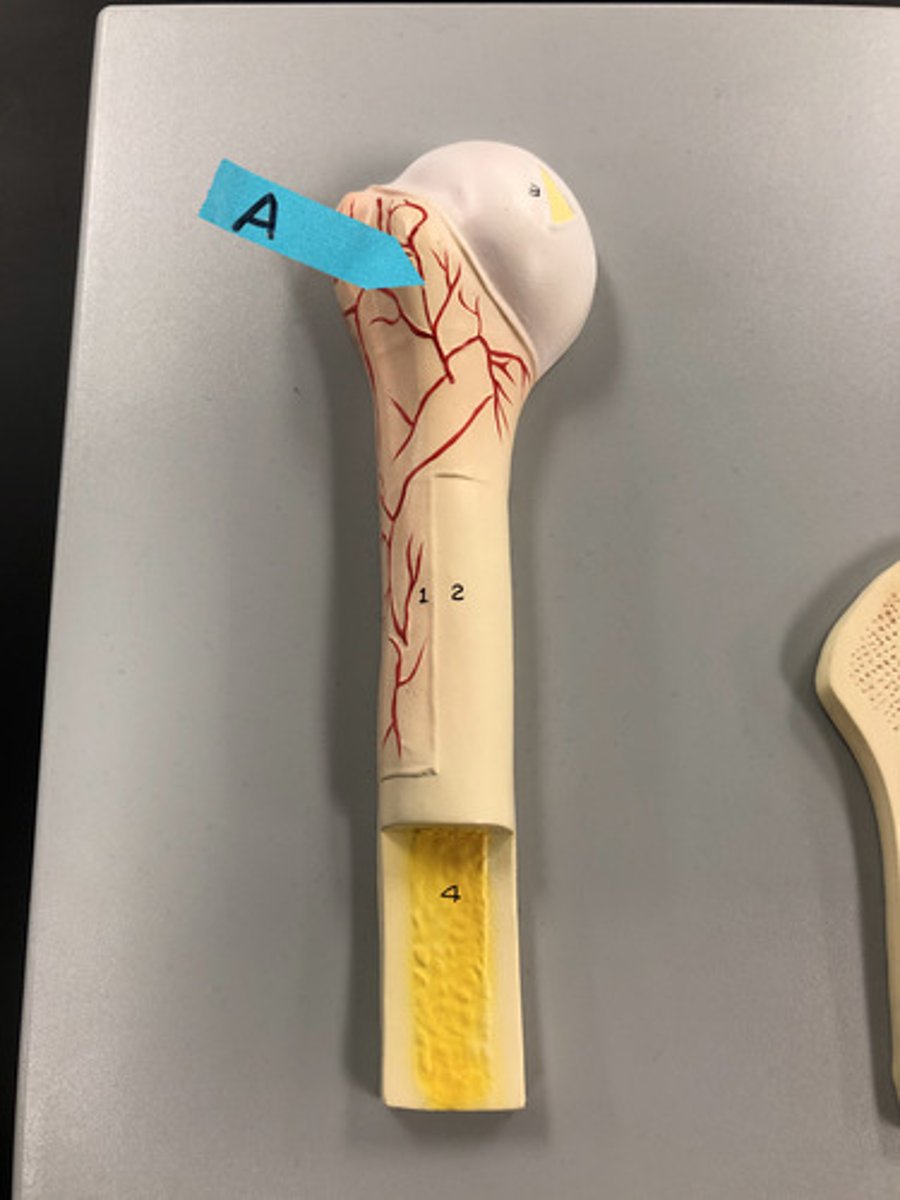 <p>Identify this general area of a long bone (this specific enlarged end of the bone)</p>