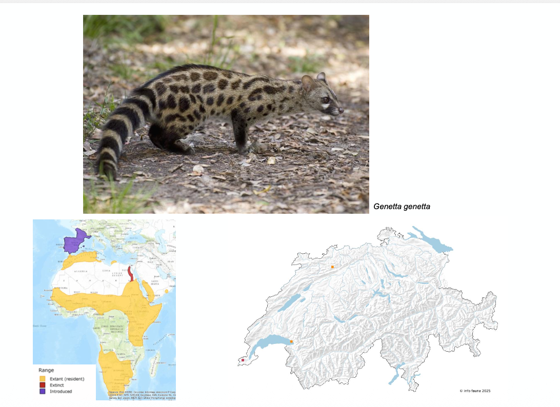 <p><strong>Biologie</strong></p><p class="p1">- Territorial, Reviere der Männchen und Weibchen können sich überschneiden.</p><p class="p1">- Fleischfresser; Mäuse, Schläfer, Eichhörnchen, Vögel, Reptilien, Regenwürmer</p><p class="p1">- Nachtaktiv</p><p class="p1">- Paarungszeit Januar – März, nach einer Tragzeit von 10-11 Wochen kommen 2-3 Jungtiere zur Welt.</p><p class="p1"><strong>Vorkommen</strong></p><p class="p1">- Verschiedene Lebensräume, bevorzugt werden stark bewaldete Habitate, meist in niedrigen oder mittleren Höhenlagen</p><p class="p1"><strong>Verbreitung</strong></p><p class="p1">- Europa: Iberische Halbinsel, Frankreich, sporadisch in Italien, Belgien auch Deutschland gesichtet. Die Art breitet sich im Osten Frankreichs aus, 2019 Erstnachweis im Kanton Genf. Ursprünglich aus Afrika, wurde Anfang 7. Jahrhunderts bis Ende des 8. Jahrhunderts nach Europa eingeführt.</p>