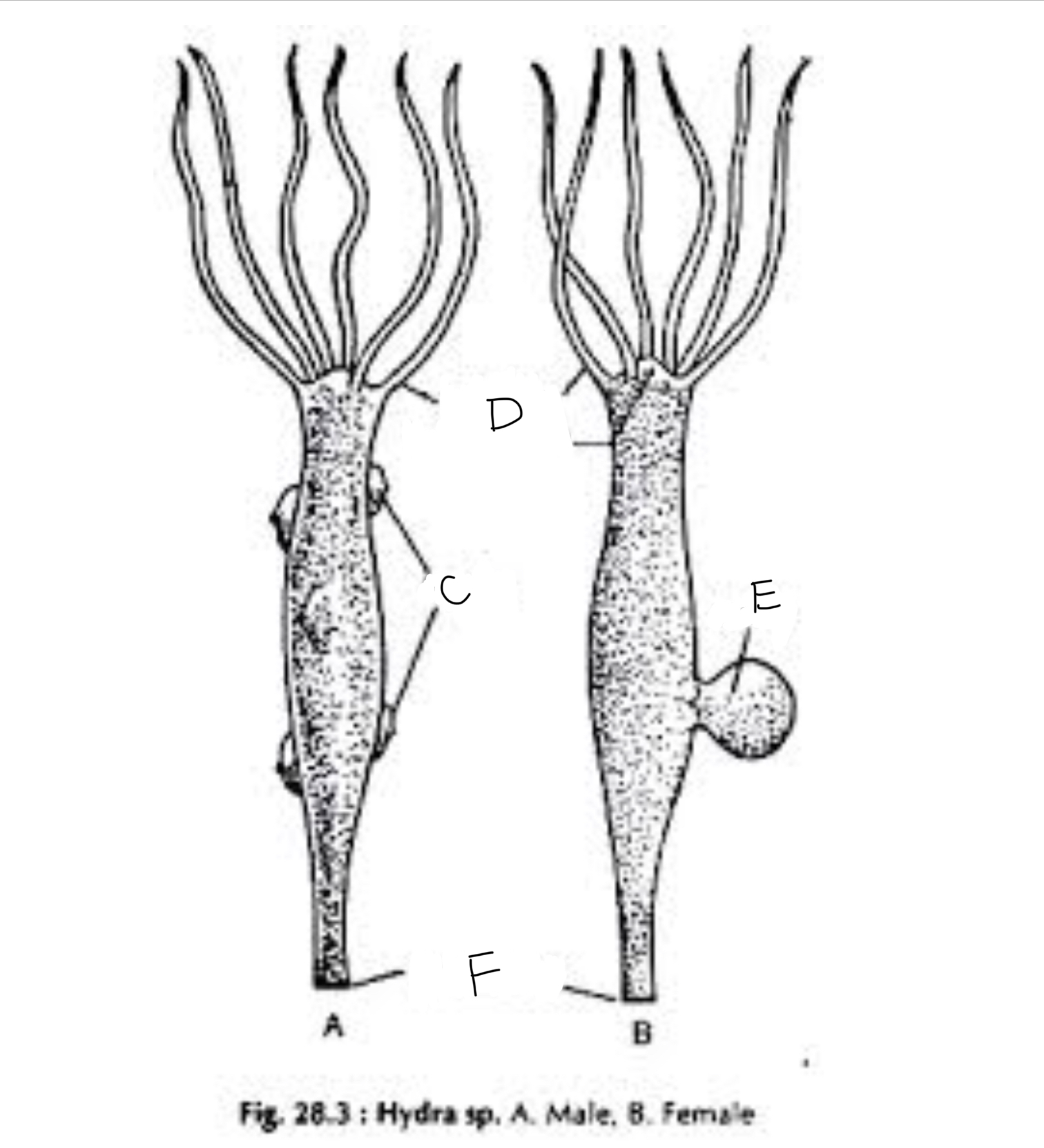 <p>What part of the hydra is labeled D</p>