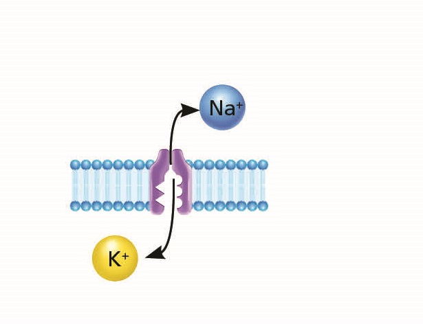 <p><span>What best describes the function of the sodium-potassium ion pump?</span></p><p><span>The Na-K ion pump uses active transport (i.e., energy is expended in the form of ATP) to move Na ions in and K ions out, in order to restore resting membrane potential</span></p><p><span>The Na-K ion pump uses active transport (i.e., energy is expended in the form of ATP) to move Na ions out and K ions in, in order to restore resting membrane potential</span></p><p><span>The Na-Ka ion pump uses passive transport (i.e., energy in the form of ATP is spent to move ions), in order to restore resting membrane potential&nbsp;</span></p><p><span>The Na-K ion pump relies on passive transport (i.e., ions diffuse in and out along the concentration gradient), in order to restore resting membrane potential</span></p><p></p>