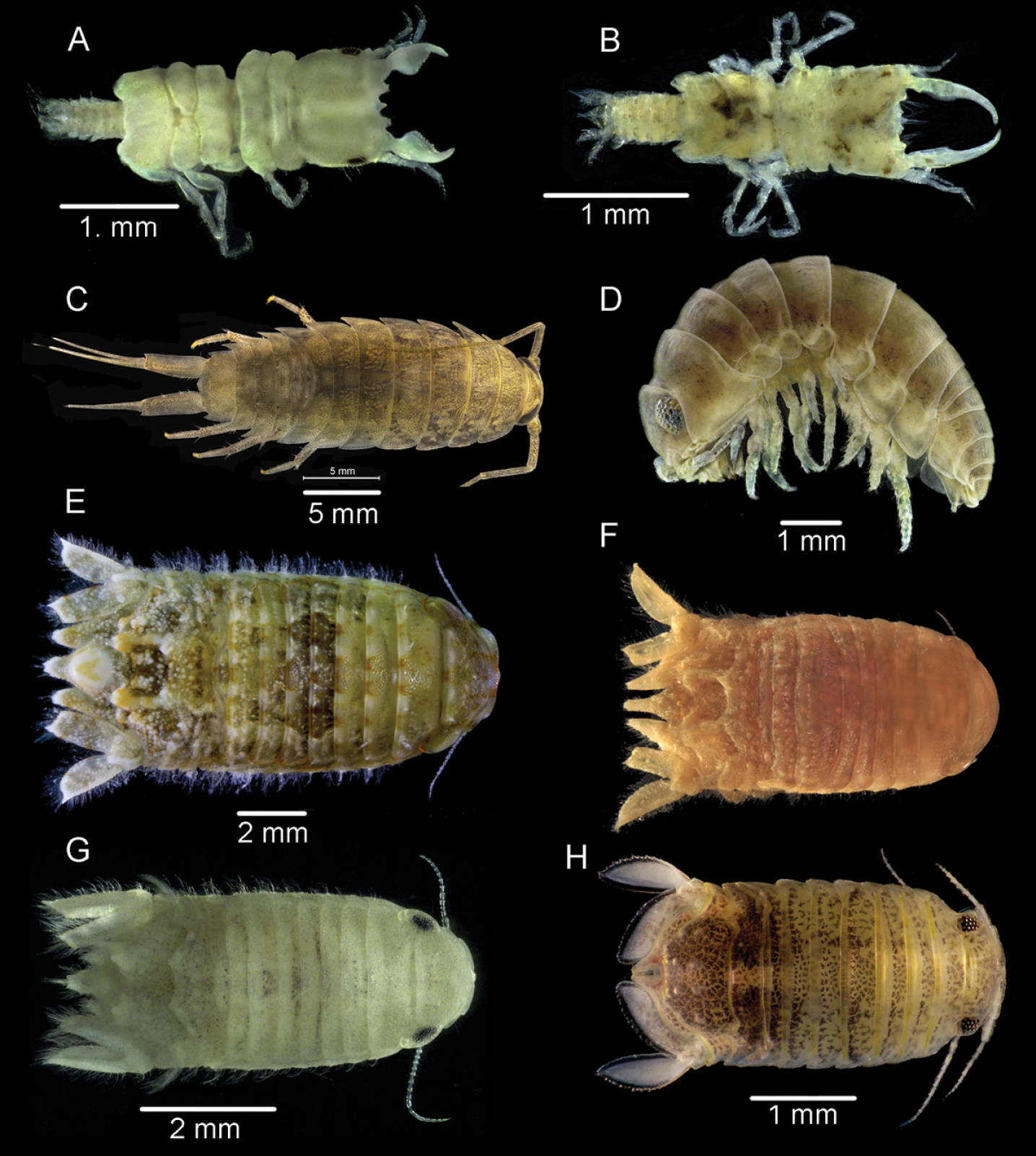<p>dorso-ventrally flattened (top to bottom)</p>
