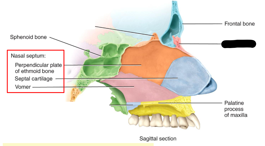 <p>What structure is this within the<strong> Nasal Cavity?</strong></p>