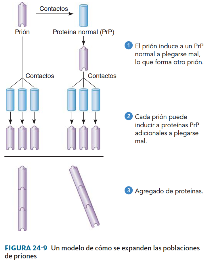 <ol><li><p><strong><span>Partículas </span><u><span>proteínas</span></u><span> infectivas</span></strong></p></li><li><p><strong><span>Proteínas que pueden plegarse de forma diferente</span></strong><span>, por lo que son insolubles</span></p></li><li><p><strong><span>Pueden inducir a otras moléculas proteicas iguales a </span><u><span>plegarse</span></u><span> </span><u><span>mal</span></u></strong></p></li><li><p><span>Determinadas mutaciones en la proteína aumentan el riesgo de que se convierta en prión.&nbsp;</span></p></li><li><p><span>Pueden agregarse y acumularse en tejidos específicos causando daño severo</span></p></li><li><p><span>Producen:</span><strong><span> encefalopatías espongiformes transmisibles (EET)</span></strong></p></li></ol>