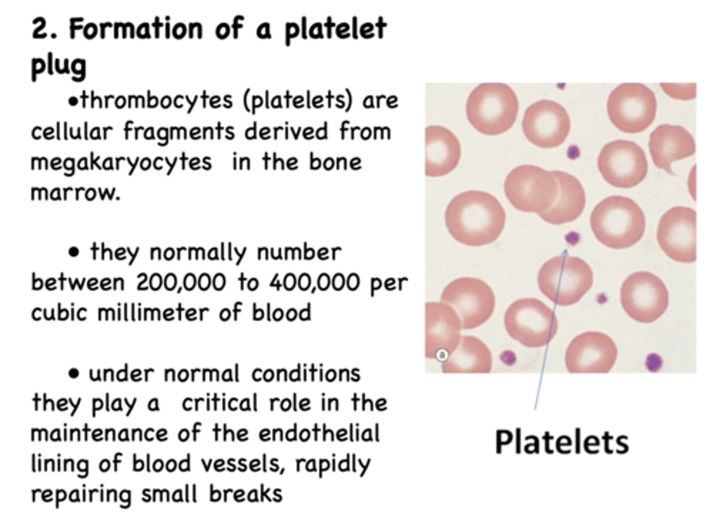 <p>megakaryocytes</p>