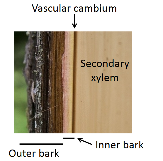 <p>all tissues outside of the innermost cork cambium</p>