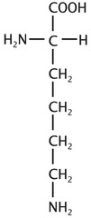 <p>Polar basic, positive charge</p>