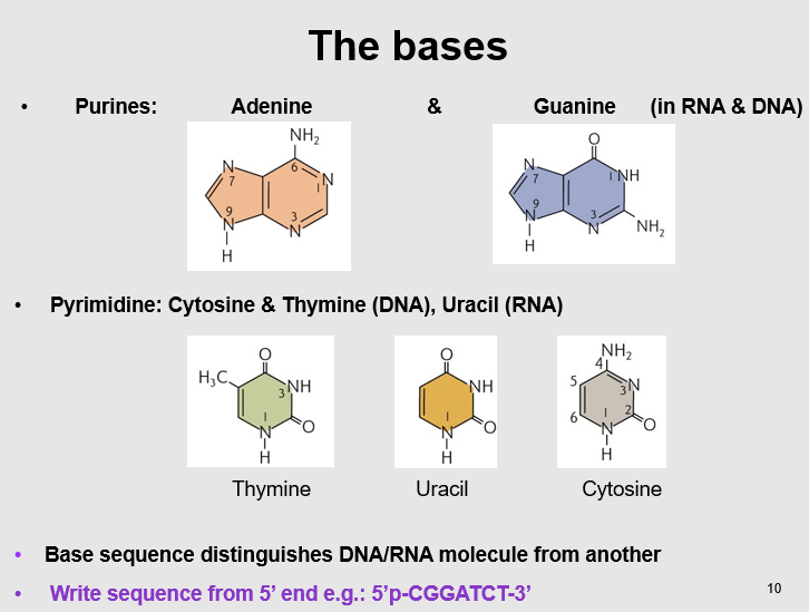 <p><mark data-color="purple">The bases</mark></p><p>Can you provide labels, descriptions, and an explanation of the elements within this diagram, detailing what it represents or illustrates?</p><p><mark data-color="green">Lecture Slide 10</mark></p>