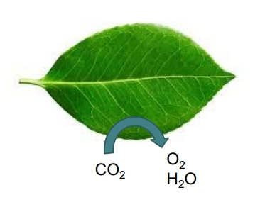 <ul><li><p>Getting CO2 out of the external medium (air) and into the leaf </p></li><li><p> Within the leaf CO2 needs to get into the chloroplast (Rubisco)</p></li></ul><p></p>