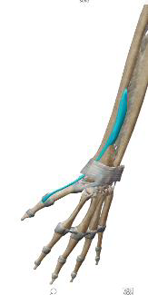 <p>Court extenseur du pouce</p>