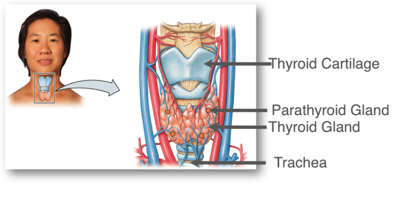 <p><span>The thyroid is a butterfly like structure located in the neck. &nbsp;On the thyroid are four small glands which make up the parathyroid.</span></p>