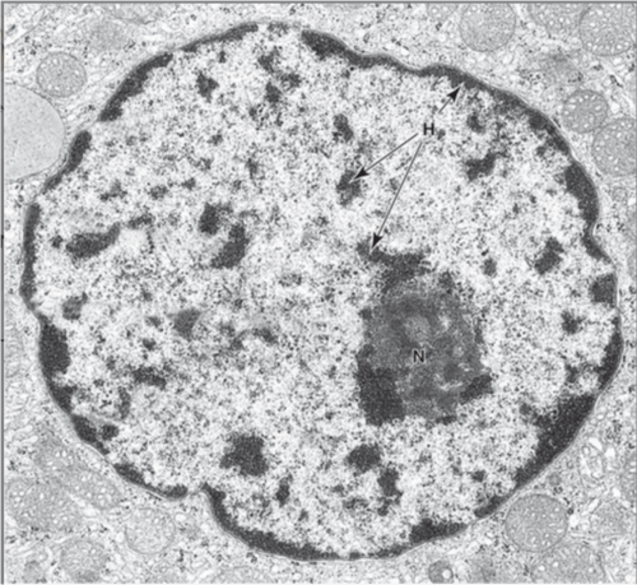 <p>Contains genetic material, control center of the cell.</p>