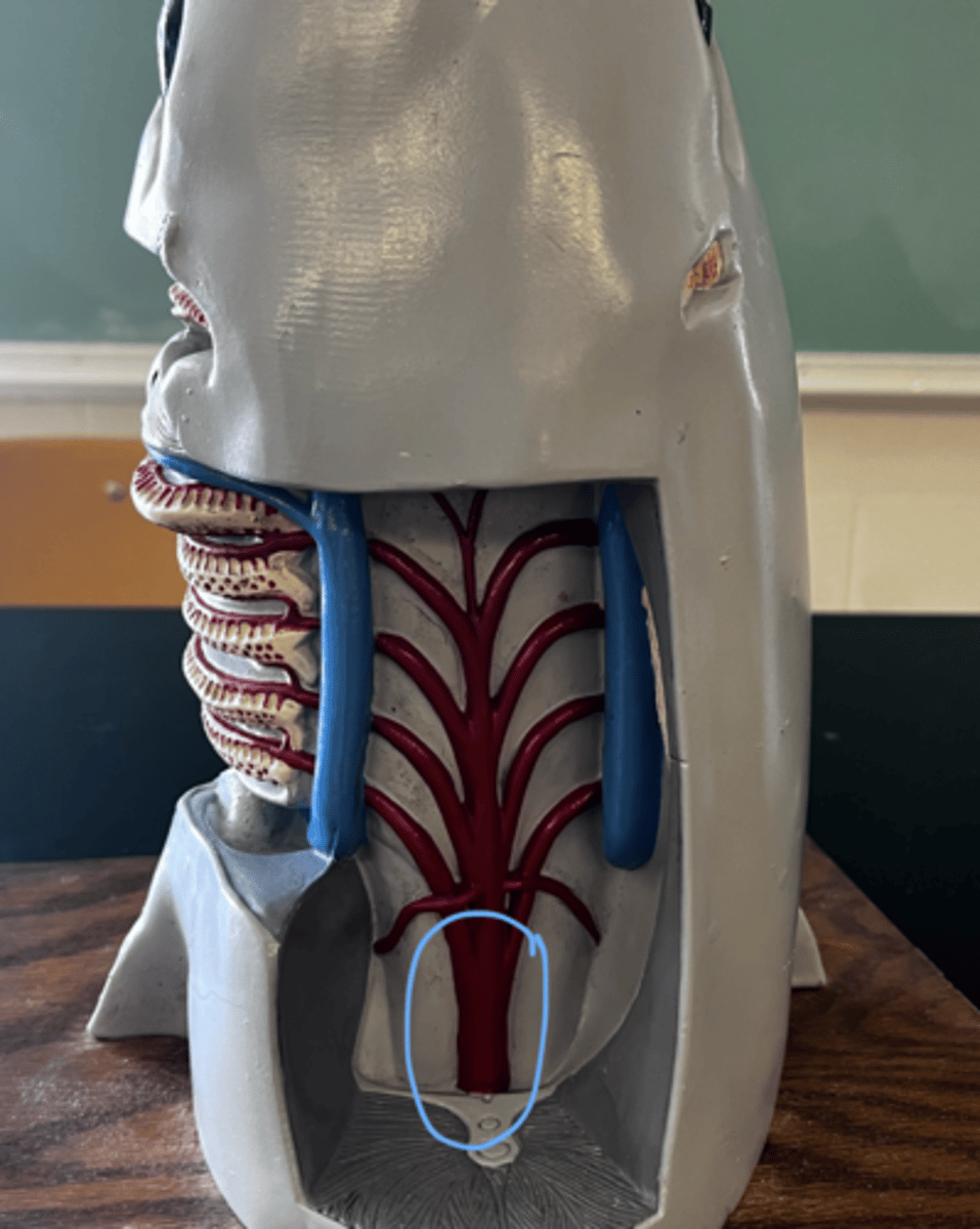 <p>what is this?</p>