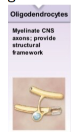 <p>Oligodendrocytes Characteristics</p>