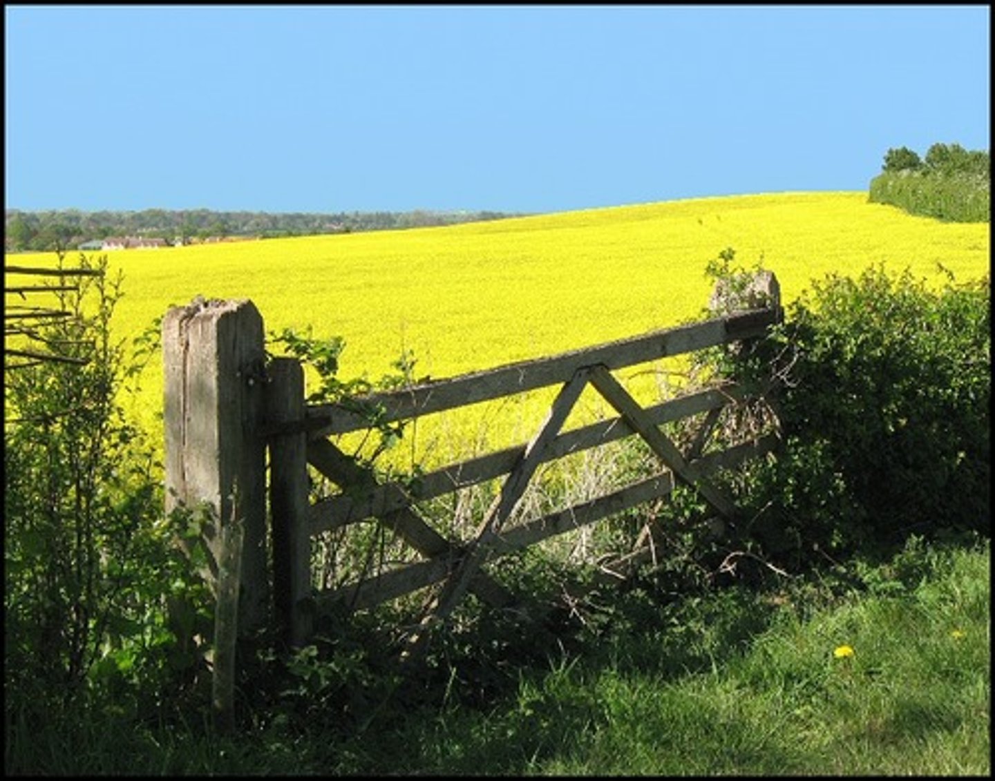 <p>field</p>
