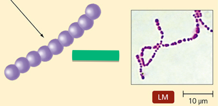 <p>What is the arrangement of this prokaryotic cell?</p>