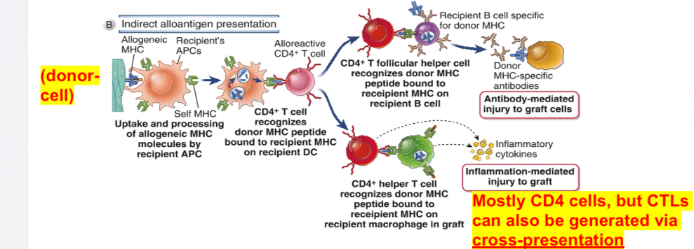 <p>Graft alloantigens (donor’s) are processed and presented by host’s (recipient) professional APC; mediators are mostly CD4 T helper cells causing DTH reaction; CD8 T cells (CTL) may also contribute to indirect allorecognition.</p><p>MHC molecules of donors are processed and presented by host’s (recipient) self MHC molecules; CD4 T cells respond to alloantigens acquired through the endosomal vesicular pathway as a consequence of phagocytosis and some antigens do enter MHC I pathway leading to the generation of CD8 T cells (an example of cross-presentation or cross priming).</p><p>Important in chronic rejection and also in the induction of T cell-dependent antibody responses to allogeneic proteins.</p>