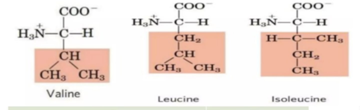 <p><strong><span class="bgY">small, hydrophobic</span></strong><span class="bgY"> amino acids</span>: <strong>glycine (H), valine, alanine (CH3), leucine, and isoleucine</strong></p>