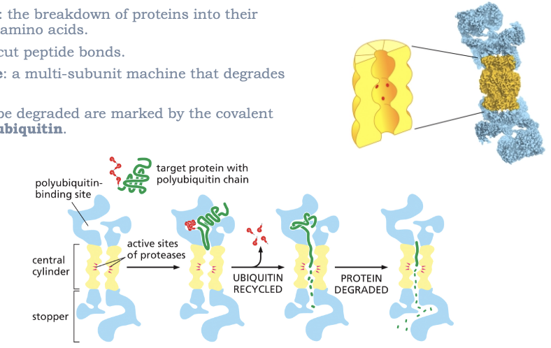 <ul><li><p>PROTEOLYSIS: THE BREAKDOWN OF PROTEINS INTO THEIR CONSTITUENT AMINO ACIDS</p></li><li><p>PROTEASES: CUT PEPTIDE BONDS</p></li><li><p>PROTEASOME: A MULTI-SUBUNIT MACHINE THAT DEGRADES PROTEINS </p></li><li><p>PROTEINS TO BE DEGRADED ARE MARKED BY THE COVALENT ADDITION OF UBIQUITIN </p></li></ul><p></p>