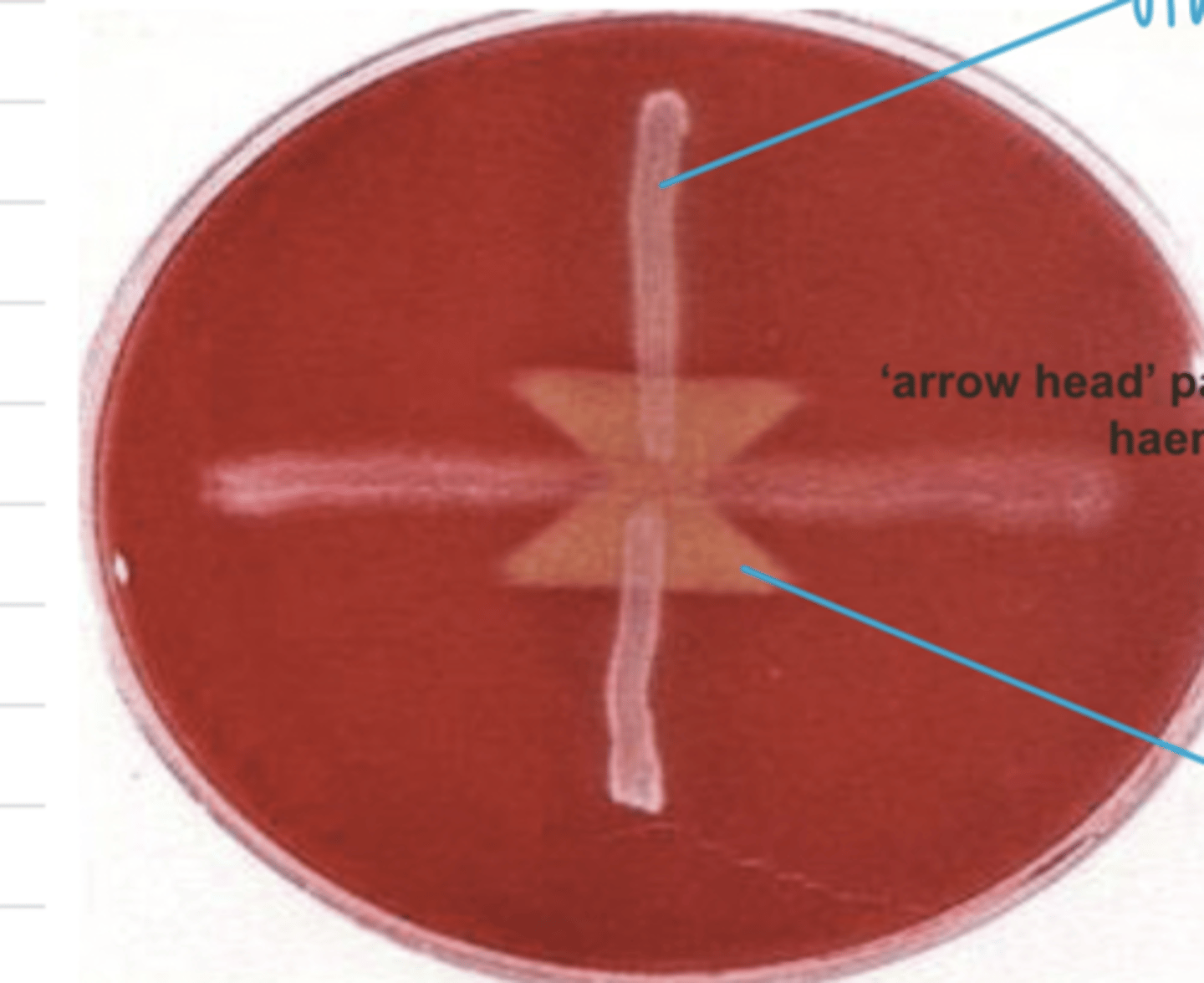 <p>which bacteria is used for the control/first hemolysis?</p>