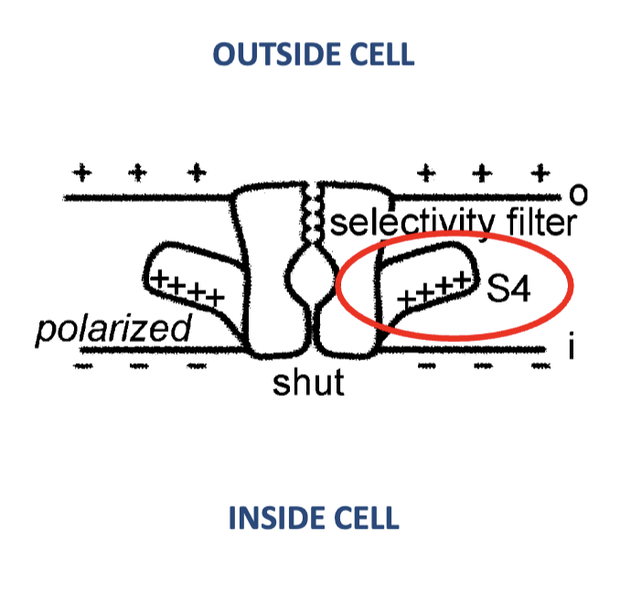 <ul><li><p>in the S4 segment of the protein</p></li><li><p>S4 sticks out to the side of the protein, like a wing</p></li><li><p>when membrane is polarized, positively charged wing is attracted downwards to negatively charged inner surface of membrane</p></li><li><p>depolarization of membrane to -50mV can no longer hold S4 wing downwards, so it migrates up → allows ions to diffuse through it</p></li></ul><p></p>