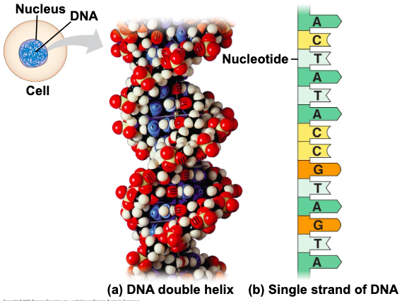 <p>2 long chains arranged in a double helix</p>