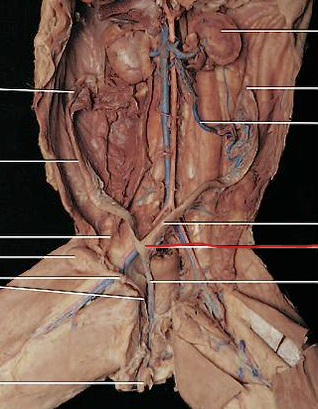 <p>location for fertilized eggs to develop</p>