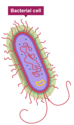 <p><strong><mark data-color="blue" style="background-color: blue; color: inherit;">Bacterial</mark></strong> cells are a type of ___________ cell.</p>