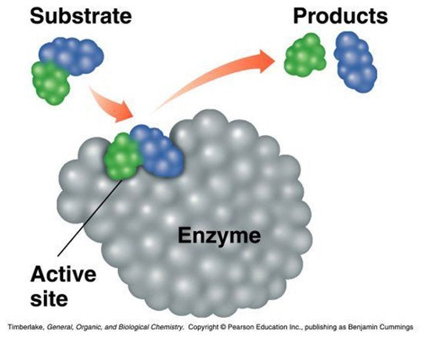 <p>Biological catalysts that speed up chemical reactions in living cells.</p>
