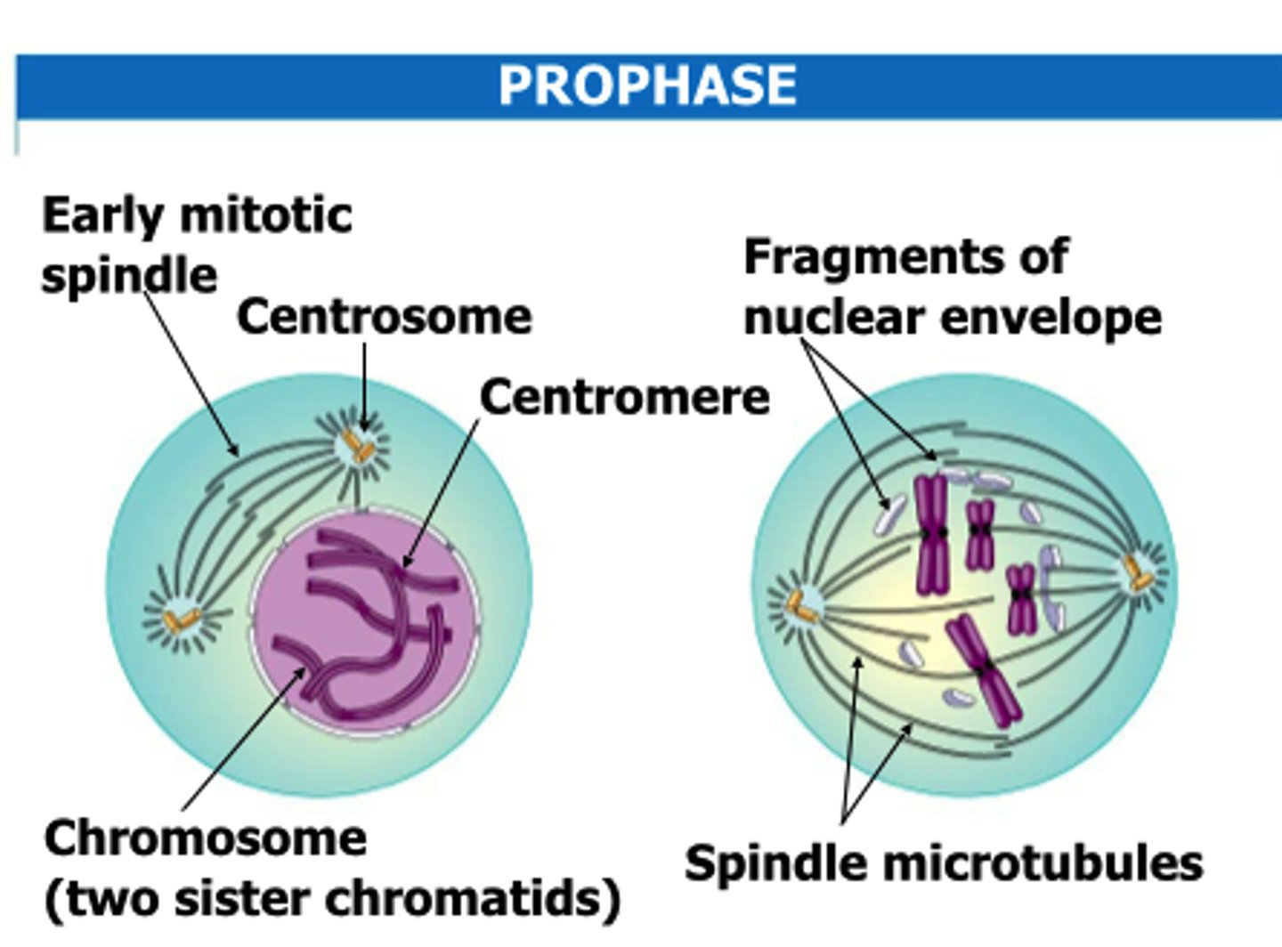 <p>This is where the centriole pairs are stored and this is outside of the nucleus and this is responsible for the correct division of DNA</p>