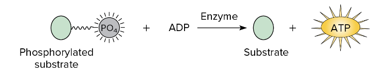 Substrate-level phosphorylation