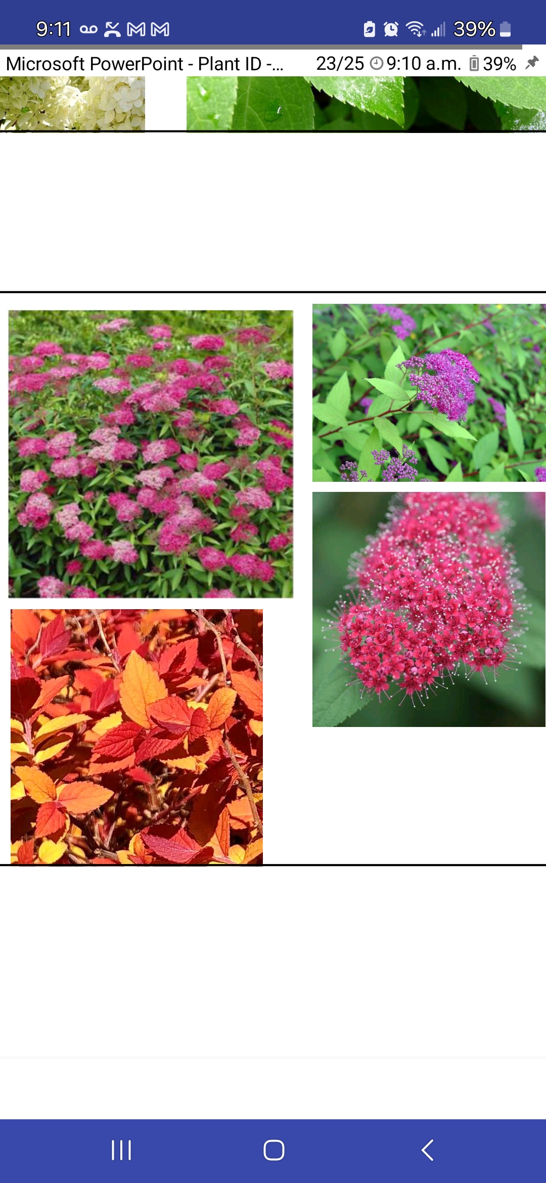 <p>Spiraea japonica, Rosaceae</p>