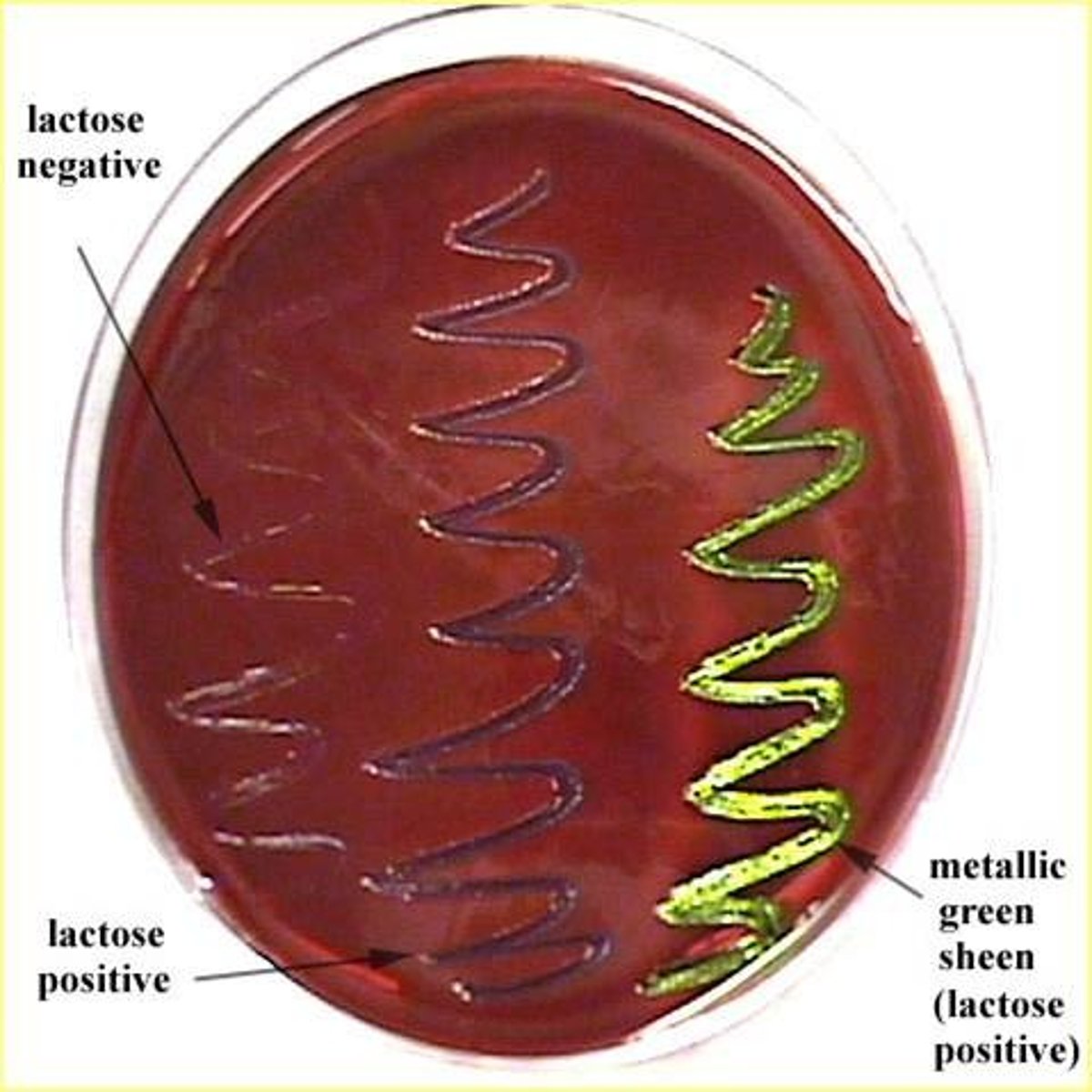 <p>What does the Eosin-Methylene Blue Agar (EMB) agar attempt to identify?</p>
