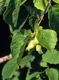 <p>Thicketing shrub often wider than it is tall, leaves have doubly serrate margins and sandpaper texture, pre-formed male catkins found throughout the twig, female catkins are small and mature into hazelnuts covered by light green bracts, small imbricate buds</p>