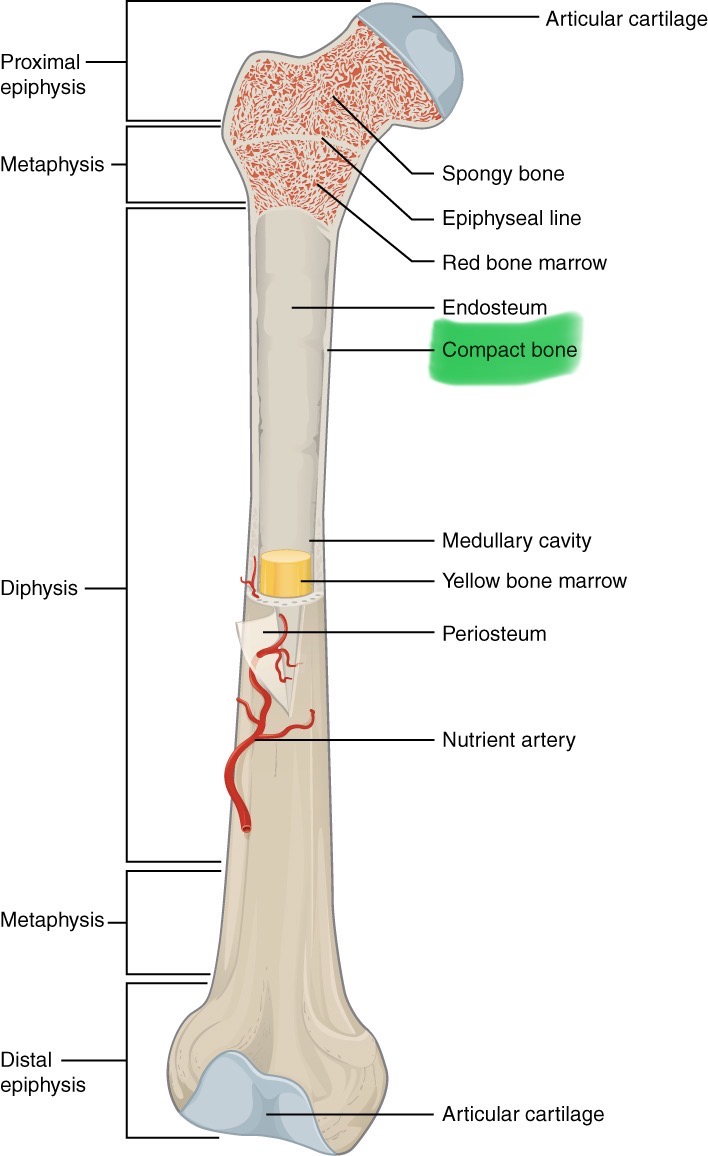 <p>Makes up bone that protects diaphysis; it is the wall of diaphysis</p>
