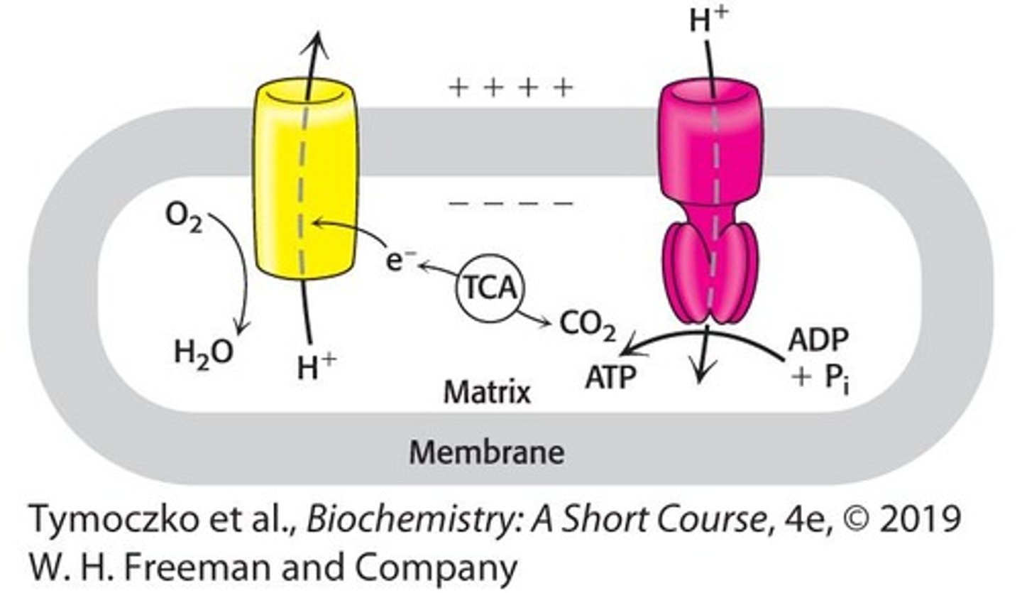 <p>The generation of ATP through oxidative phosphorylation.</p>