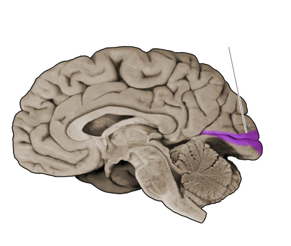 <p>Brodmann's area 17</p>