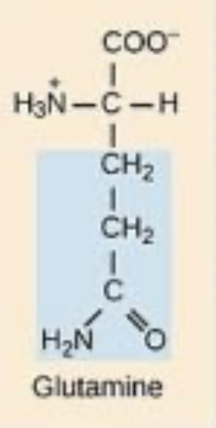 <p>This is glutamine, is it polar/nonpolar/charged.</p>