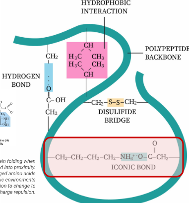 <p>positively charged R groups: have a nitrogen atom that can gain a hydrogen to become N+ and negatively charged R groups: have a carboxyl group that can lose an H atom to become COO-, they for ionic bonds with oppositely charged amino acids.</p>